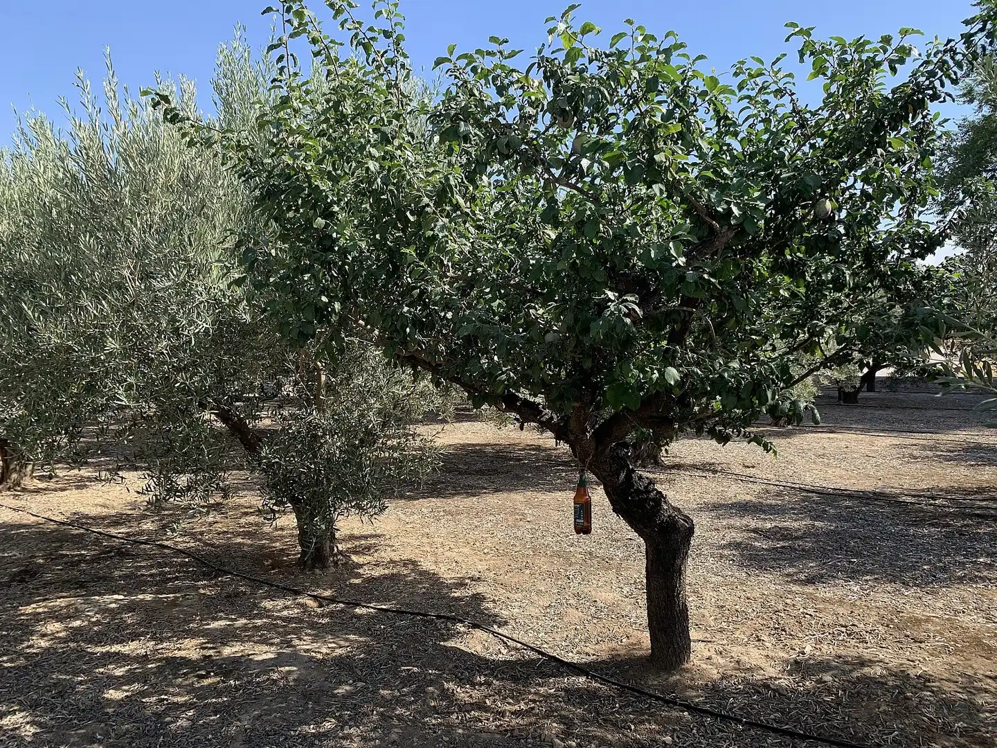 Casa o xalet en venda en Caudete amb Jardí privat i Internet