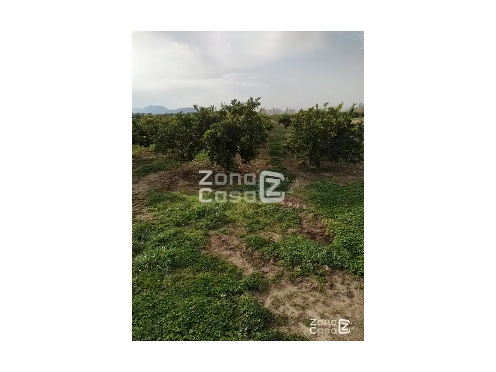 Country house for sale in Algemesí, imagen 6