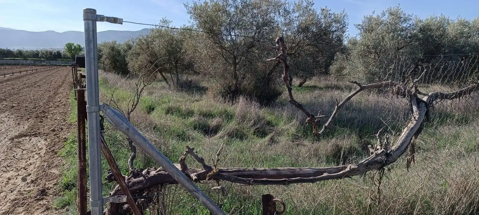 Finca rústica en venta en Villa de Otura