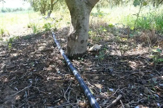 Jardí de Finca rústica en venda en Riudoms amb Calefacció, Jardí privat i Piscina