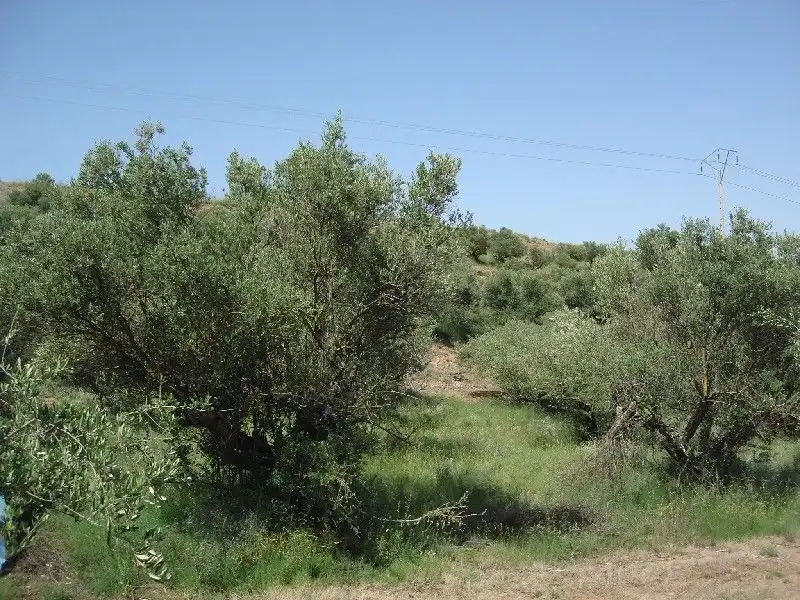 Terreny rústic en venda a Villamediana de Iregua, imagen 5