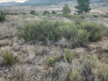 Terreno rustico in vendita a Tomelloso