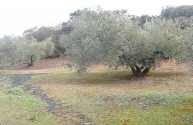 Terreno en Venta en Martos