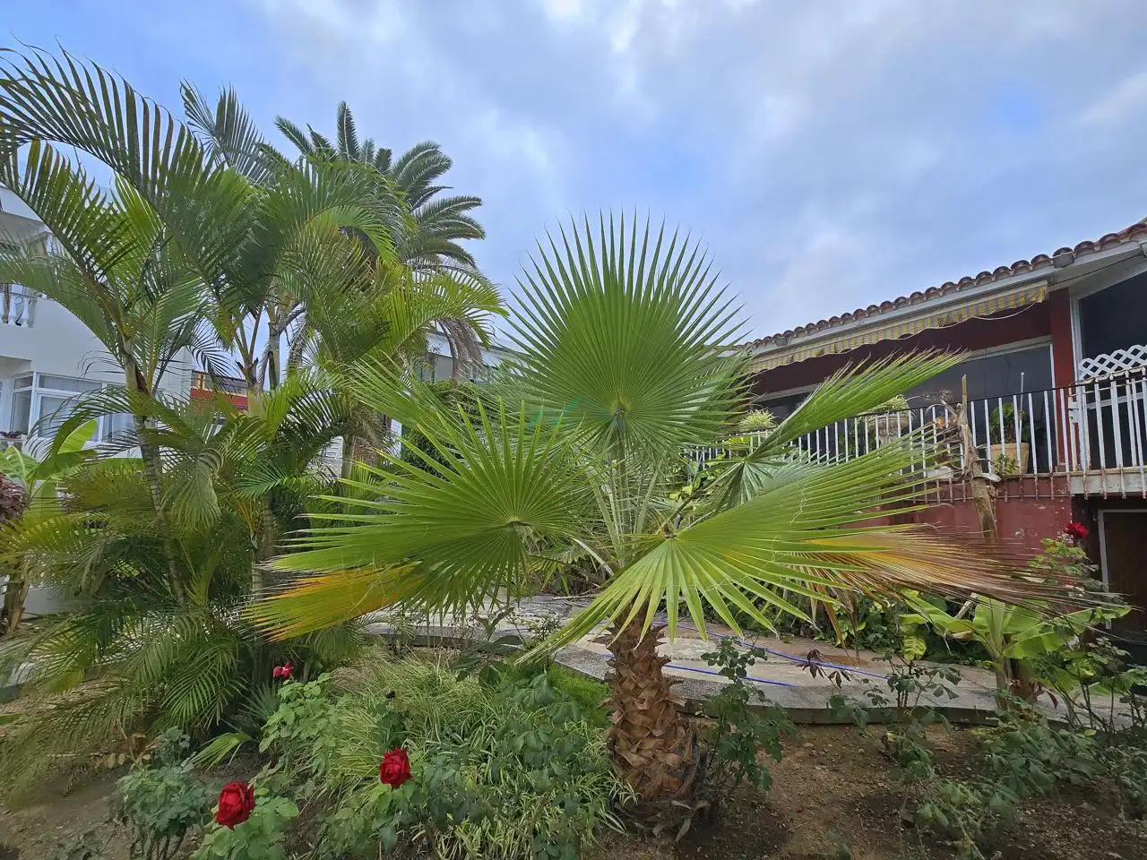 Jardí de Casa o xalet en venda en Puerto de la Cruz amb Jardí privat i Terrassa