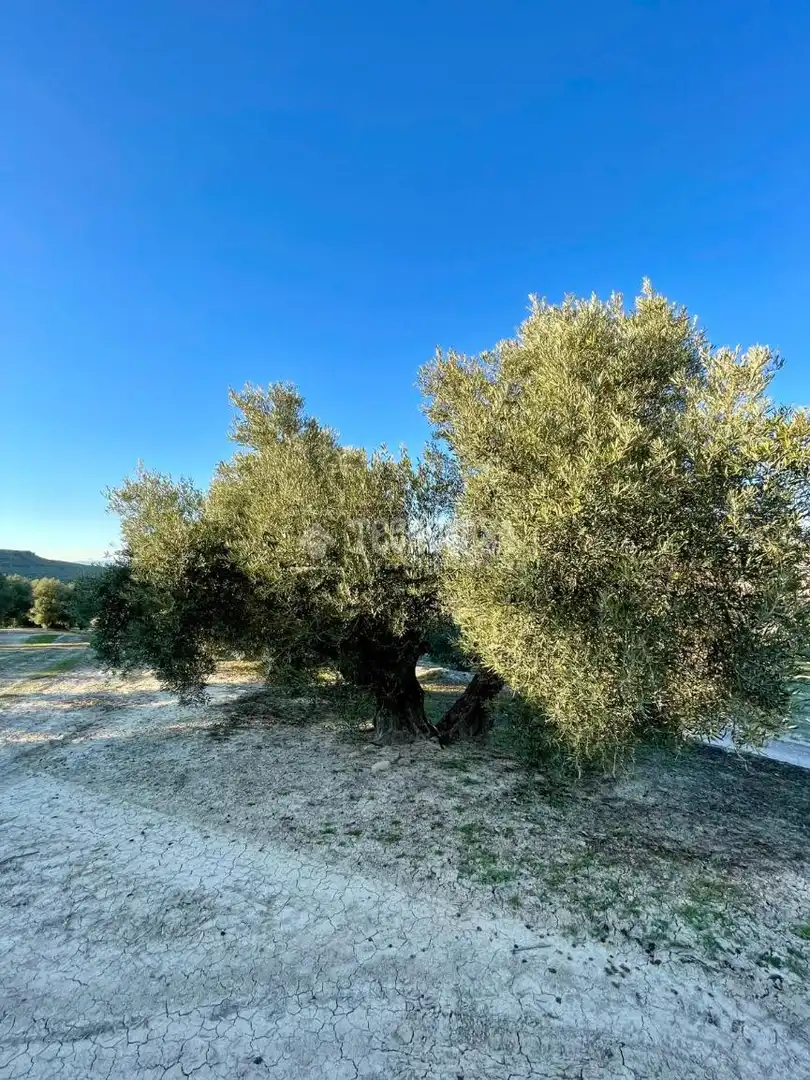 Terrenos y solares en venta en Úbeda, imagen 2
