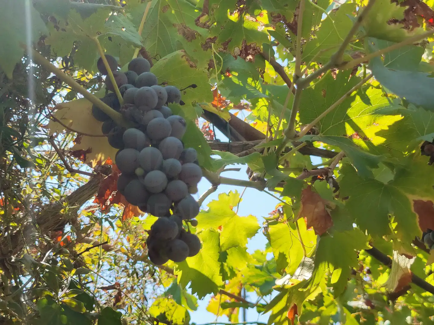 Finca rústica en venda en Sant Vicenç Dels Horts amb Calefacció, Terrassa i Piscina