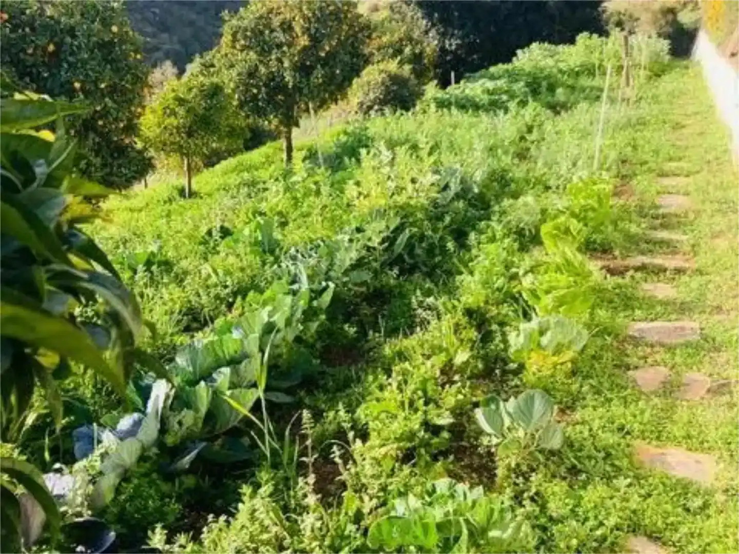 Casa o xalet en venda en Tolox amb Aire condicionat i Balcó