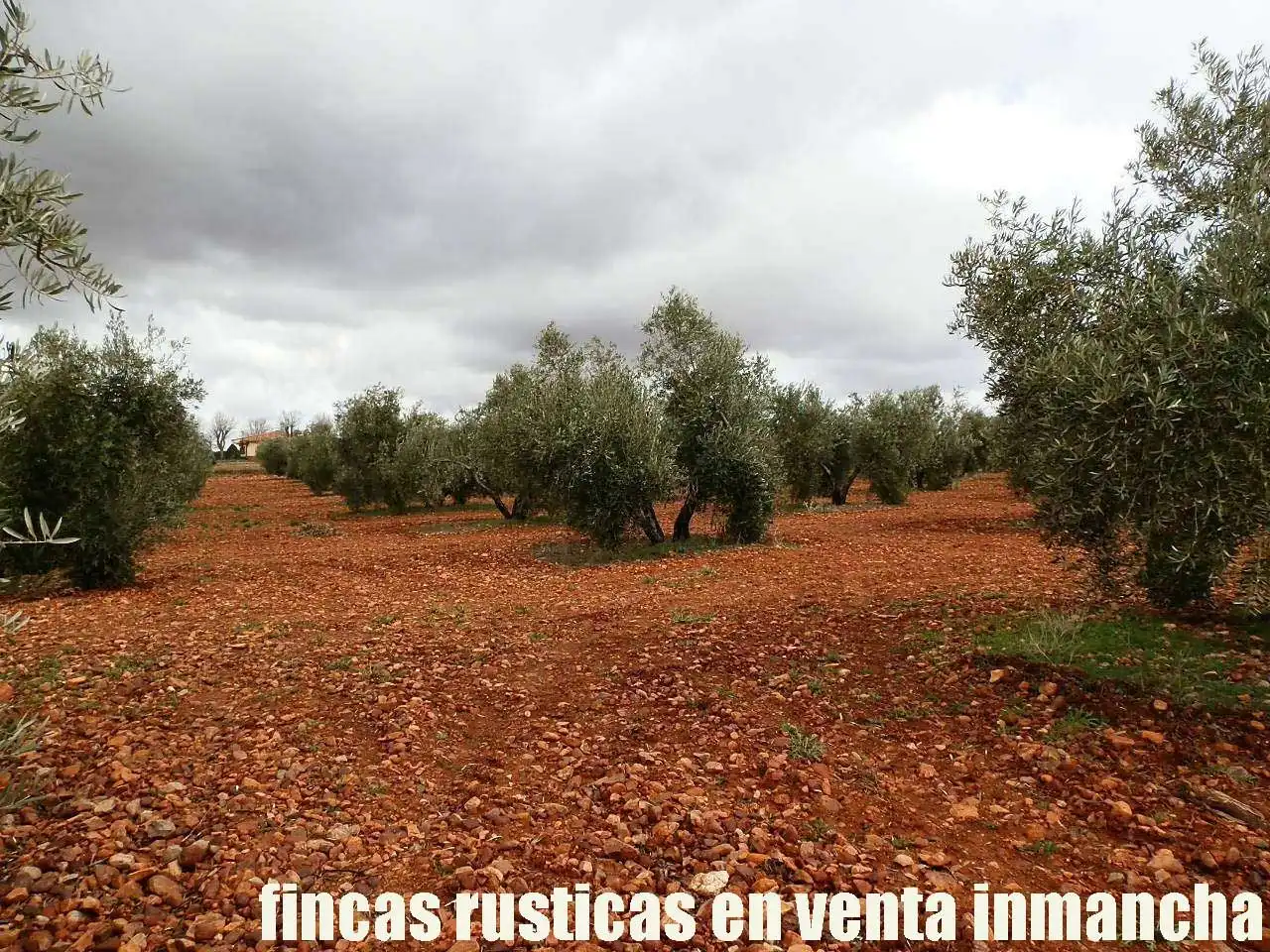 Rural land for sale in Valdepeñas