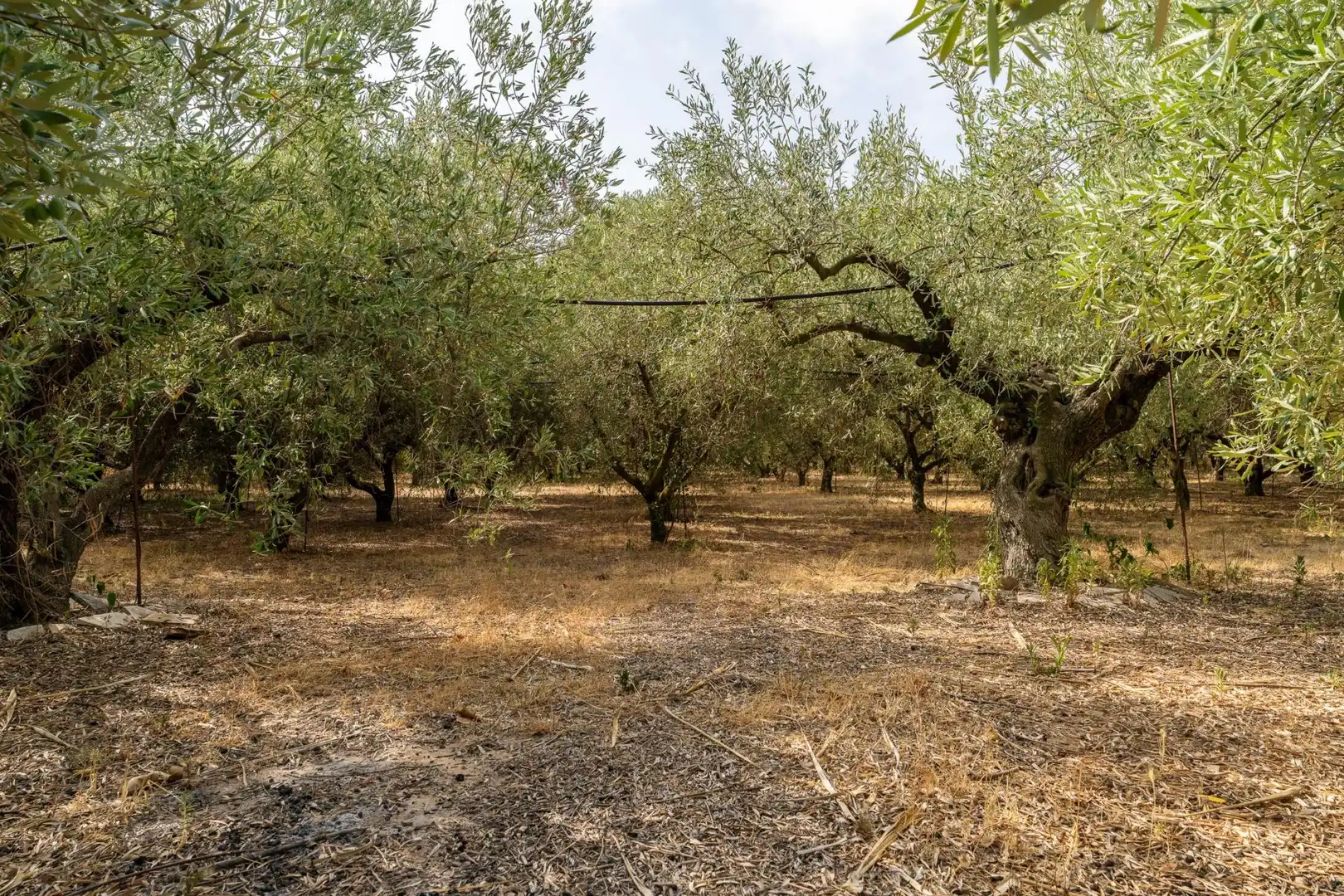 Finca rústica en venda a Polígono 8 Parcela 28, Poble