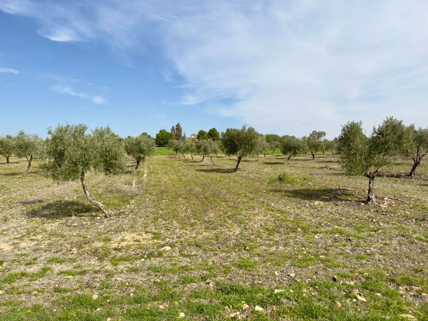 Casa rústica amb terrassa en venda a Torrenueva, imagen 36