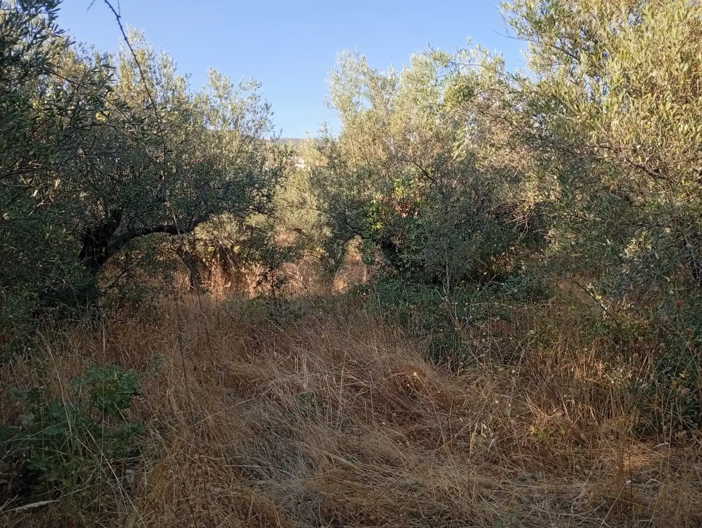 Terreni e lotti in vendita a Villanueva de la Vera, imagen 8