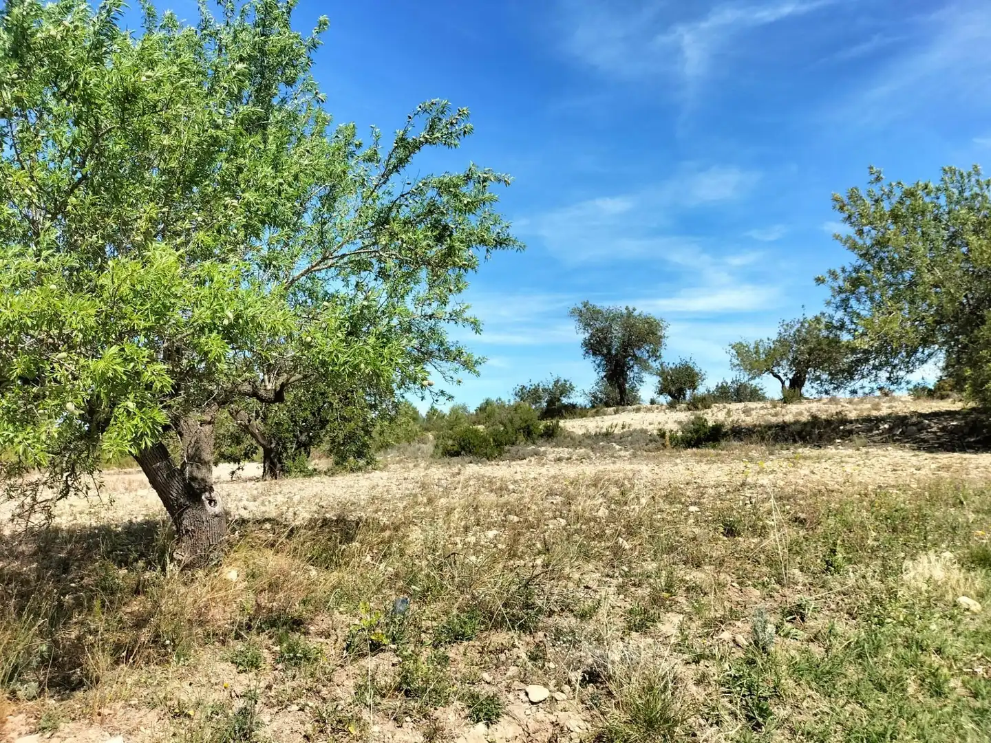 Terreno rustico in vendita a Navarrés, imagen 5