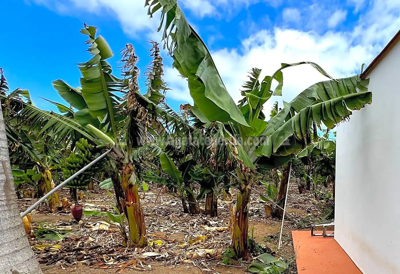 Finca rústica en venta en Los Silos con Jardín privado y Terraza