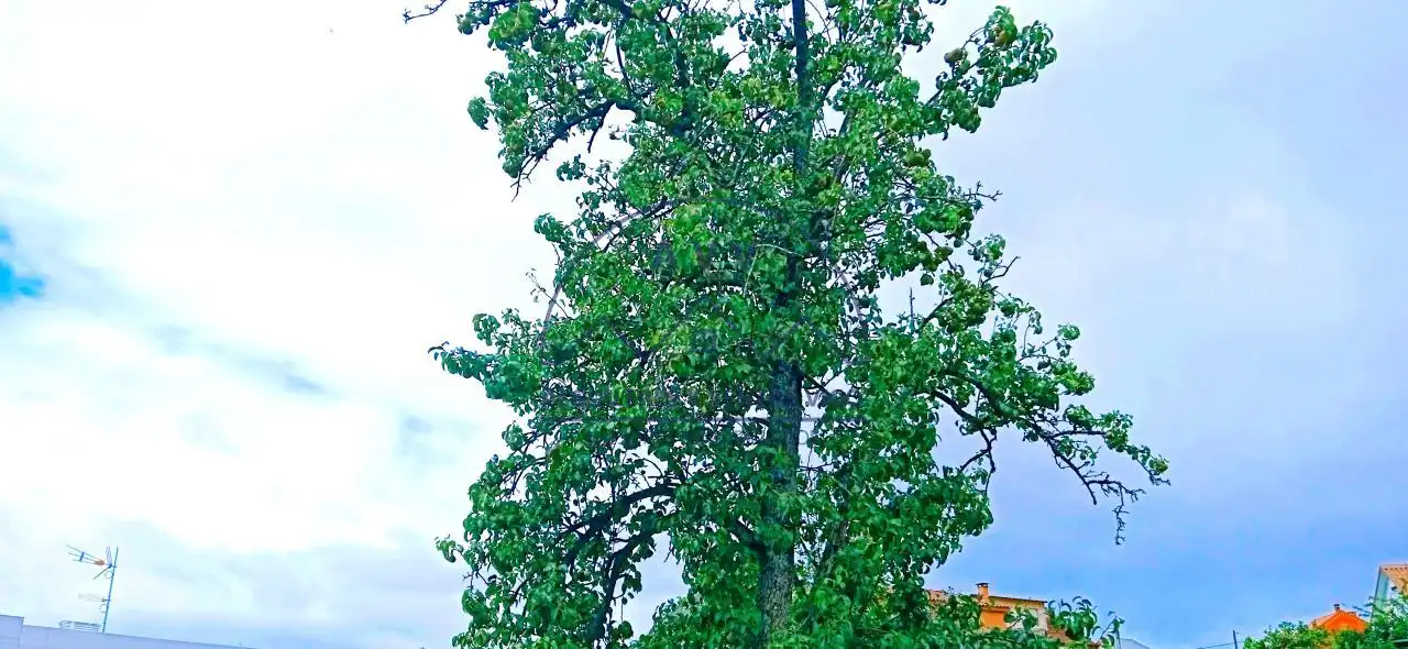 Wohnbaugrundstück zum Verkauf in Camiño Finca Pateira, imagen 14