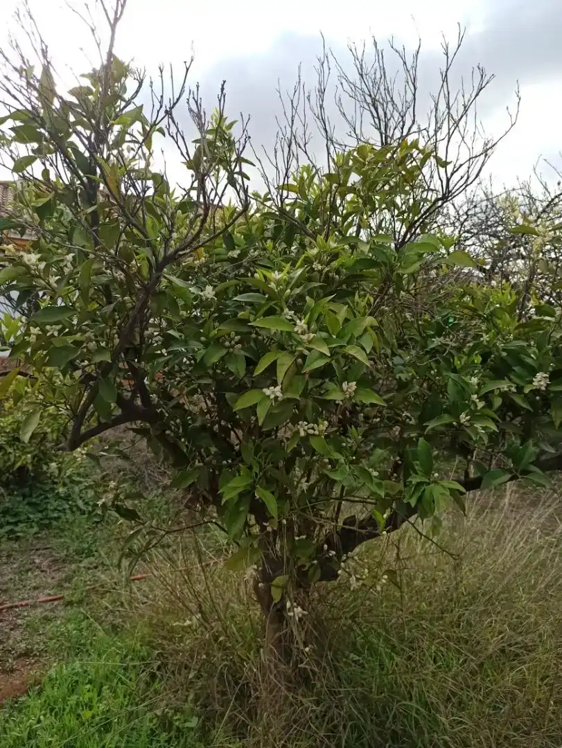 Terreno en venta en Málaga