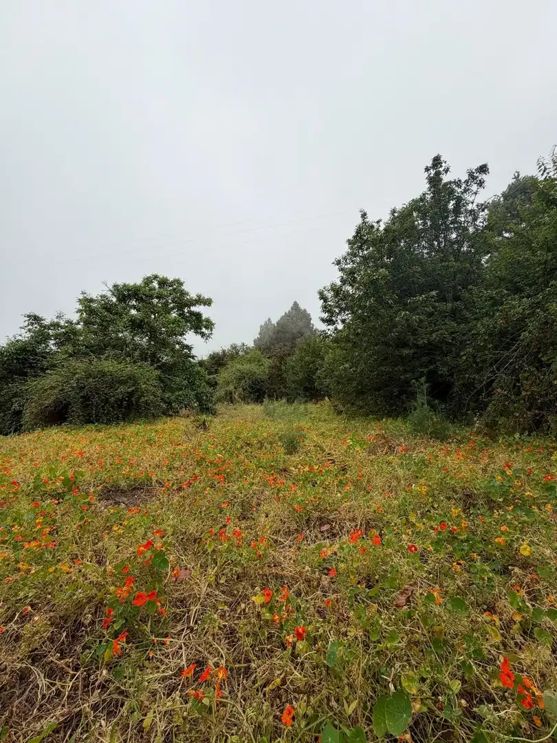 Terreno rustico in vendita a El Bebedero - Pinolere - Aguamansa, imagen 50