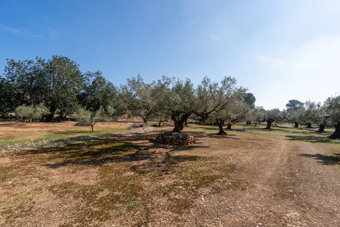 Terrain rustique à vendre à Camí Del Filato 1093, imagen 15