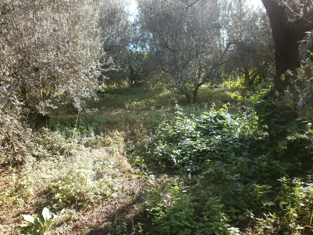 Rural land for sale in Carrer del Camí dels Morts, imagen 9