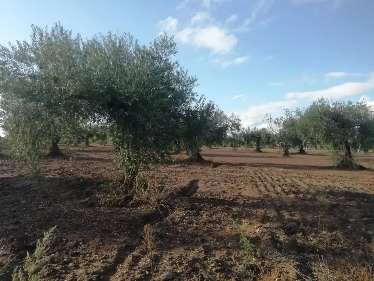 Terreno en venta en Arroyomolinos (Cáceres)
