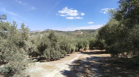 OLIVAR ENTRE CABRA Y GAENA, immagine 3
