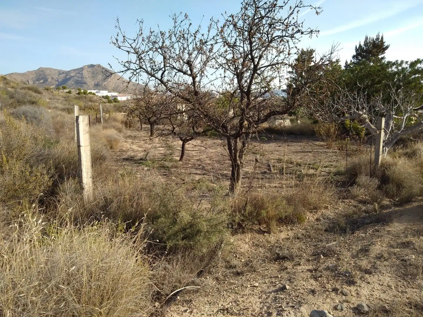 Terreny rústic en venda a Agost, imagen 4