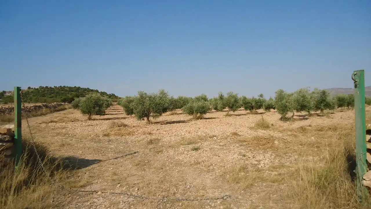Terreni e lotti in vendita a Yecla, imagen 14