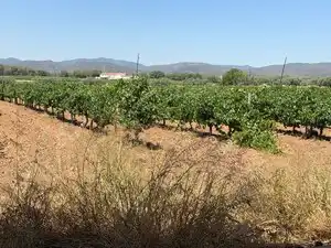 Terreno en venta en Banyeres del Penedès