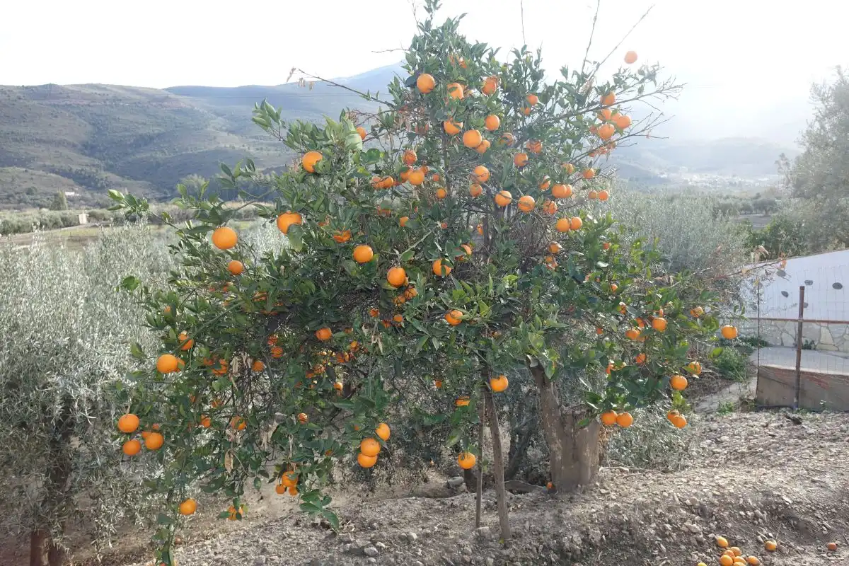 Casa rústica en venda a Órgiva, imagen 4