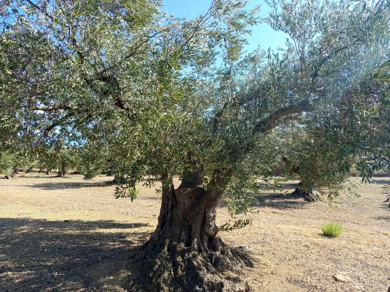 Terrenos y solares en venta en mas oliva, imagen 7