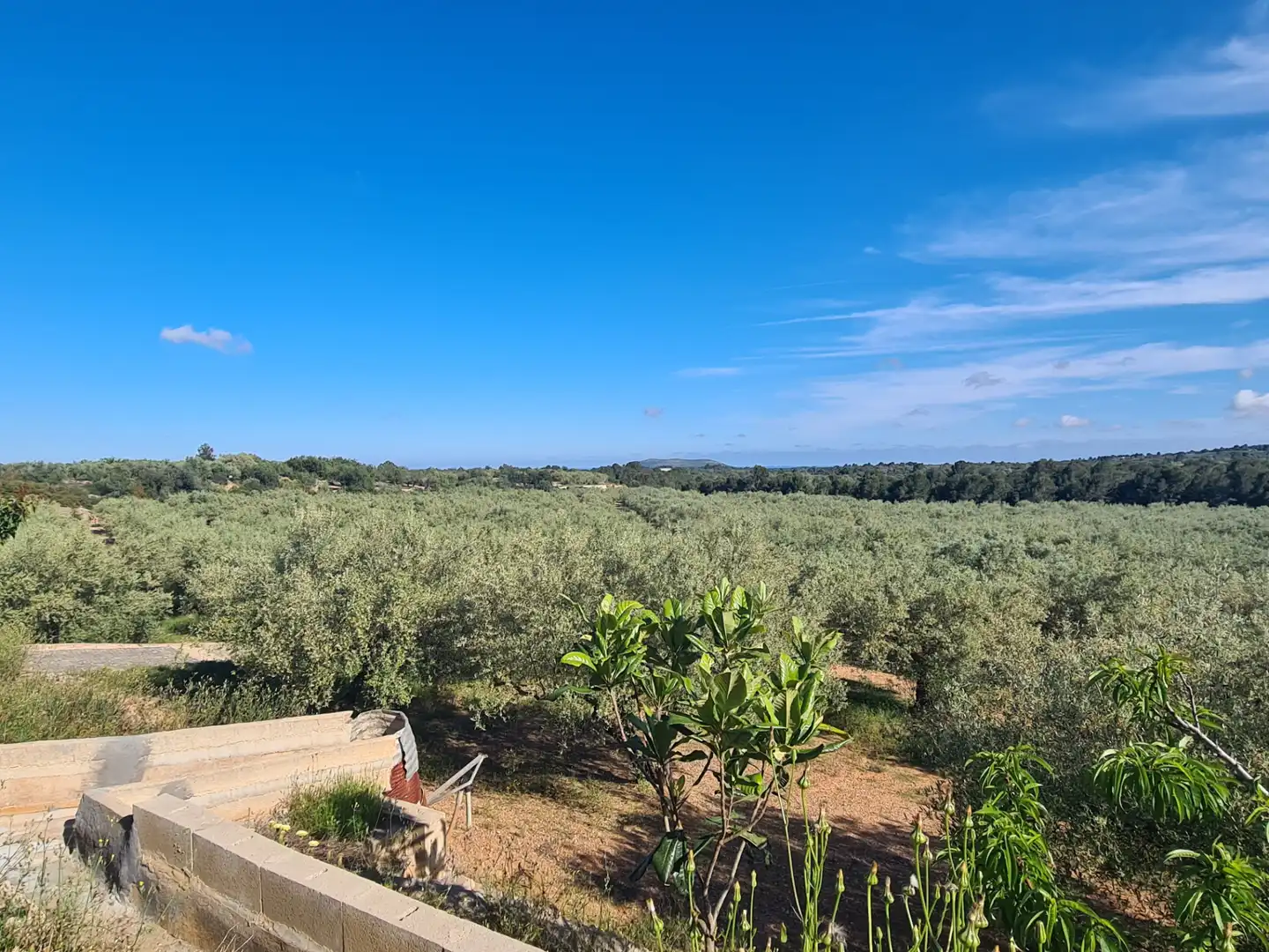 Terreno rustico in vendita a San Jorge / Sant Jordi