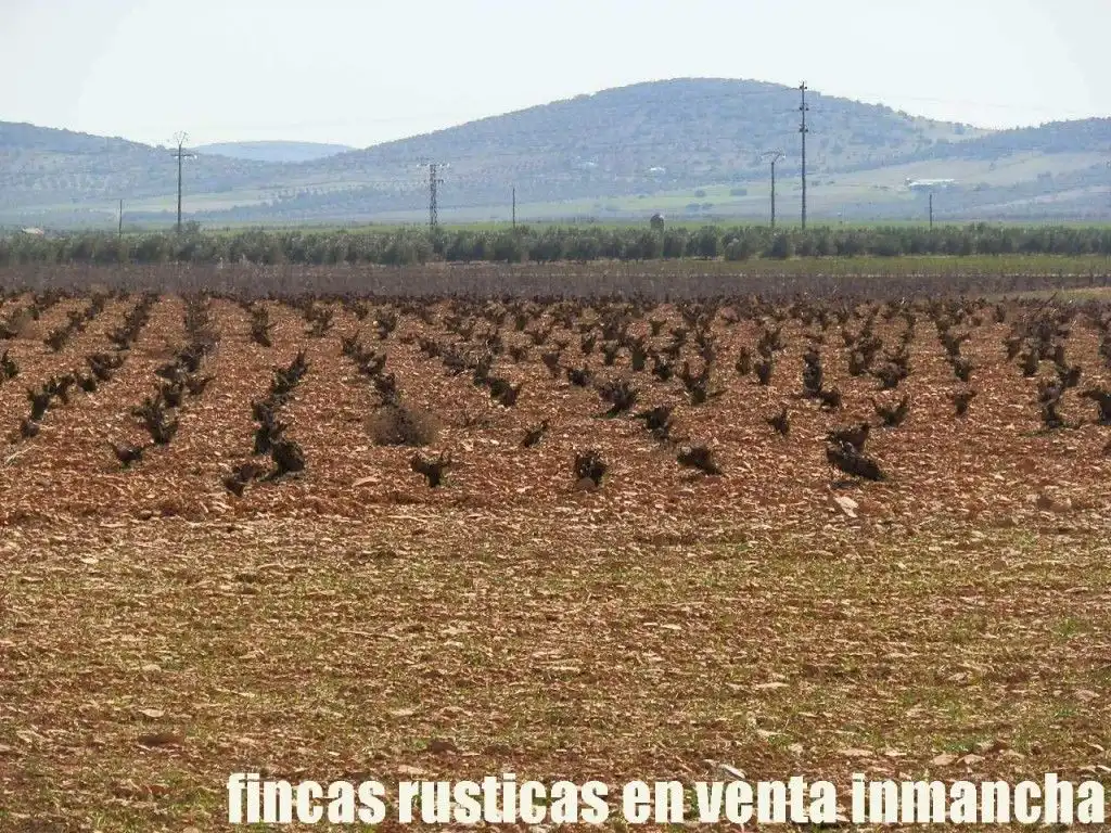 Rural land for sale in Valdepeñas, imagen 11