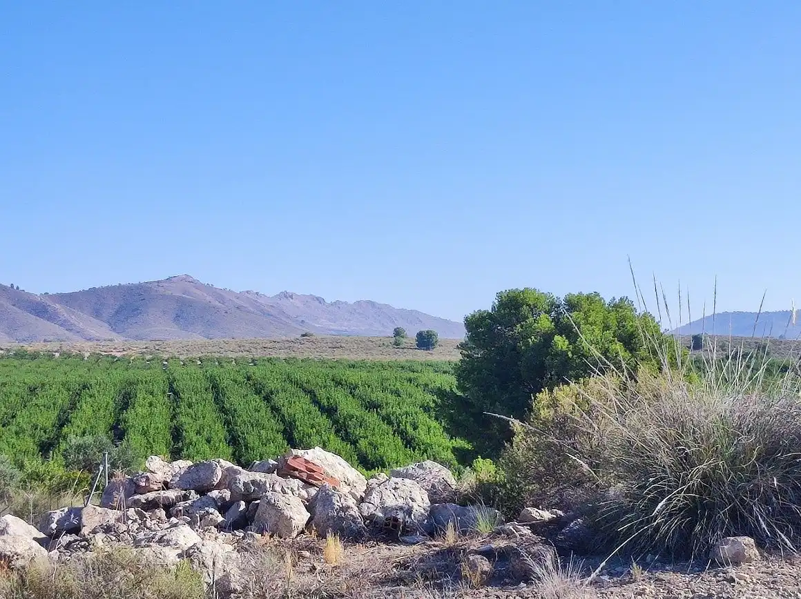 Vista exterior de Finca rústica en venda en Tobarra amb Jardí privat, Terrassa i Traster