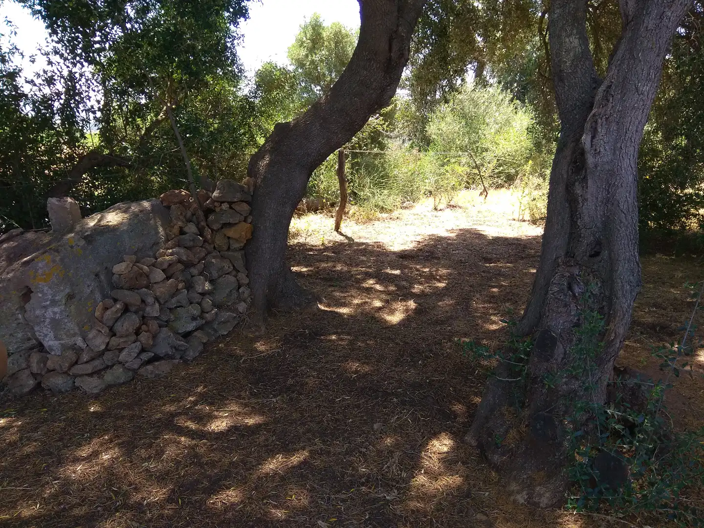 Terreno rustico in vendita a San Bernabé, imagen 20
