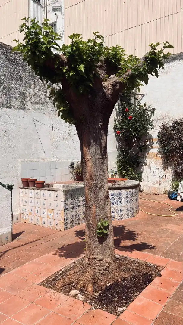 Jardí de Casa adosada en venda en Premià de Mar amb Jardí privat i Alarma