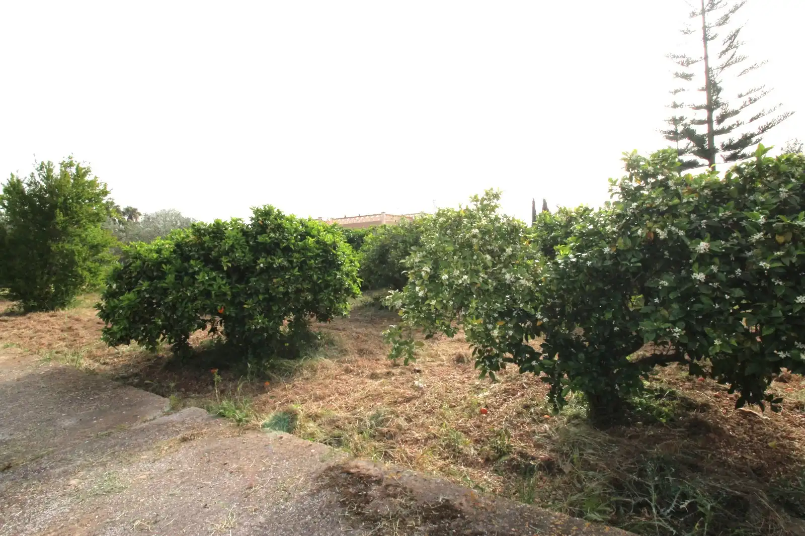 Casa o chalet en venta en Marratxí con Aire acondicionado, Jardín privado y Terraza