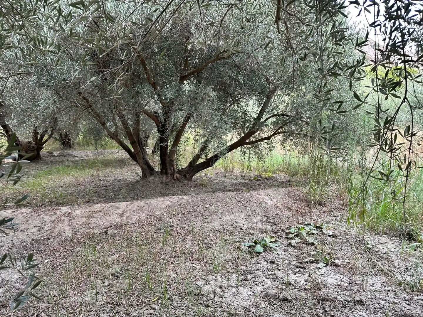 Land for sale in Rágol
