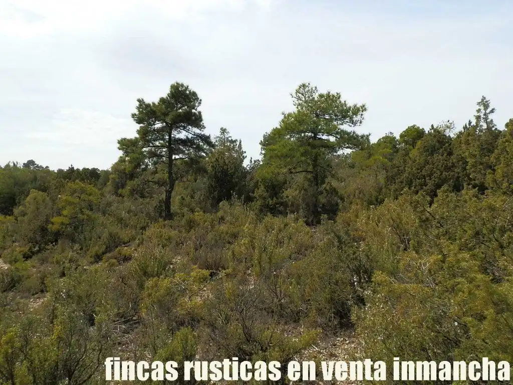 Terreni e lotti in vendita a Carboneras de Guadazaón, imagen 8