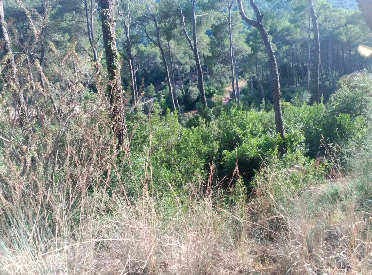 Terreni e lotti in vendita a Corbera de Llobregat, imagen 34