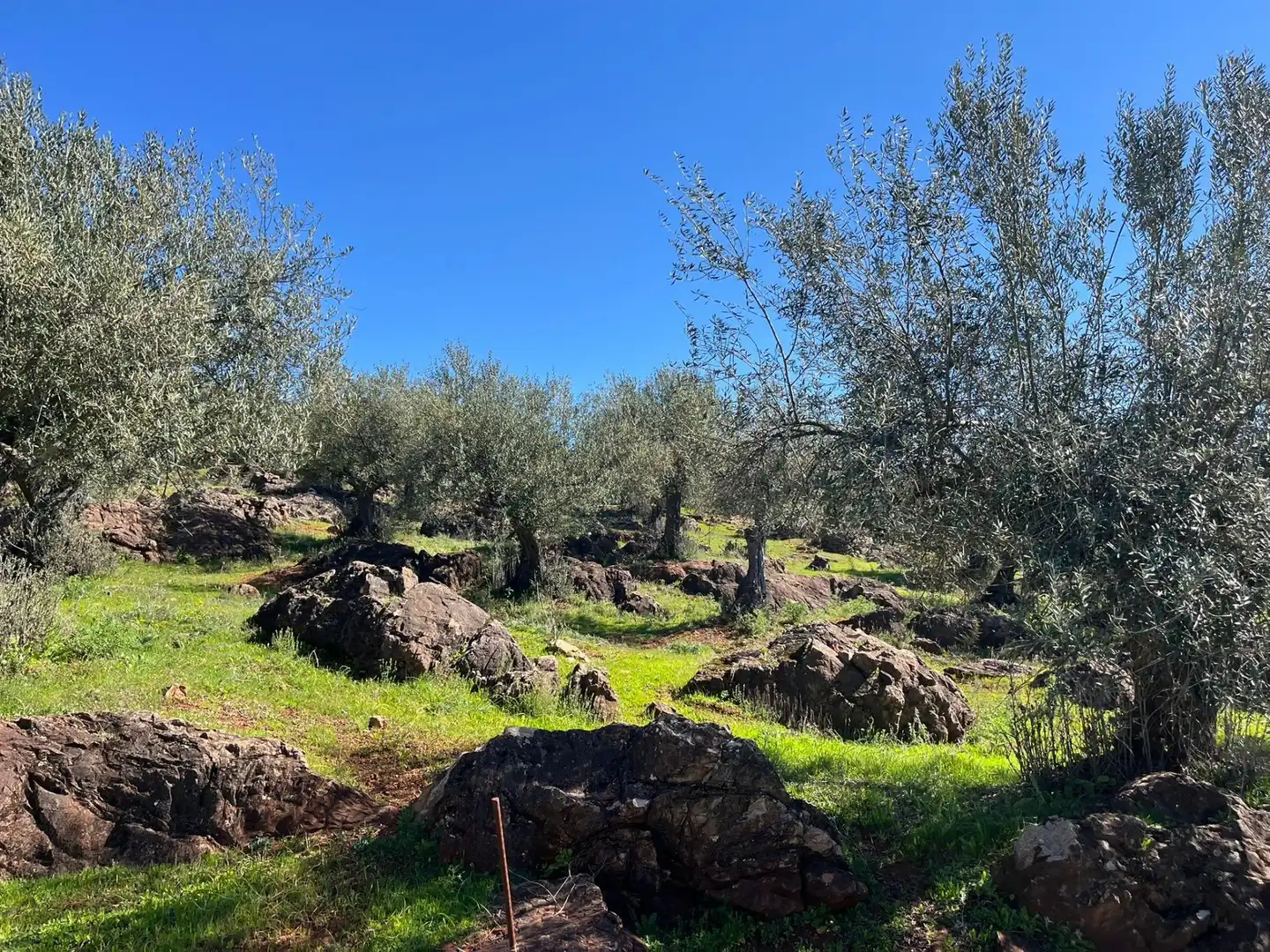 Terreni e lotti in vendita a Zufre, imagen 10