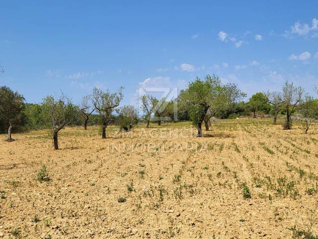 Terreno en Venta en Traiguera