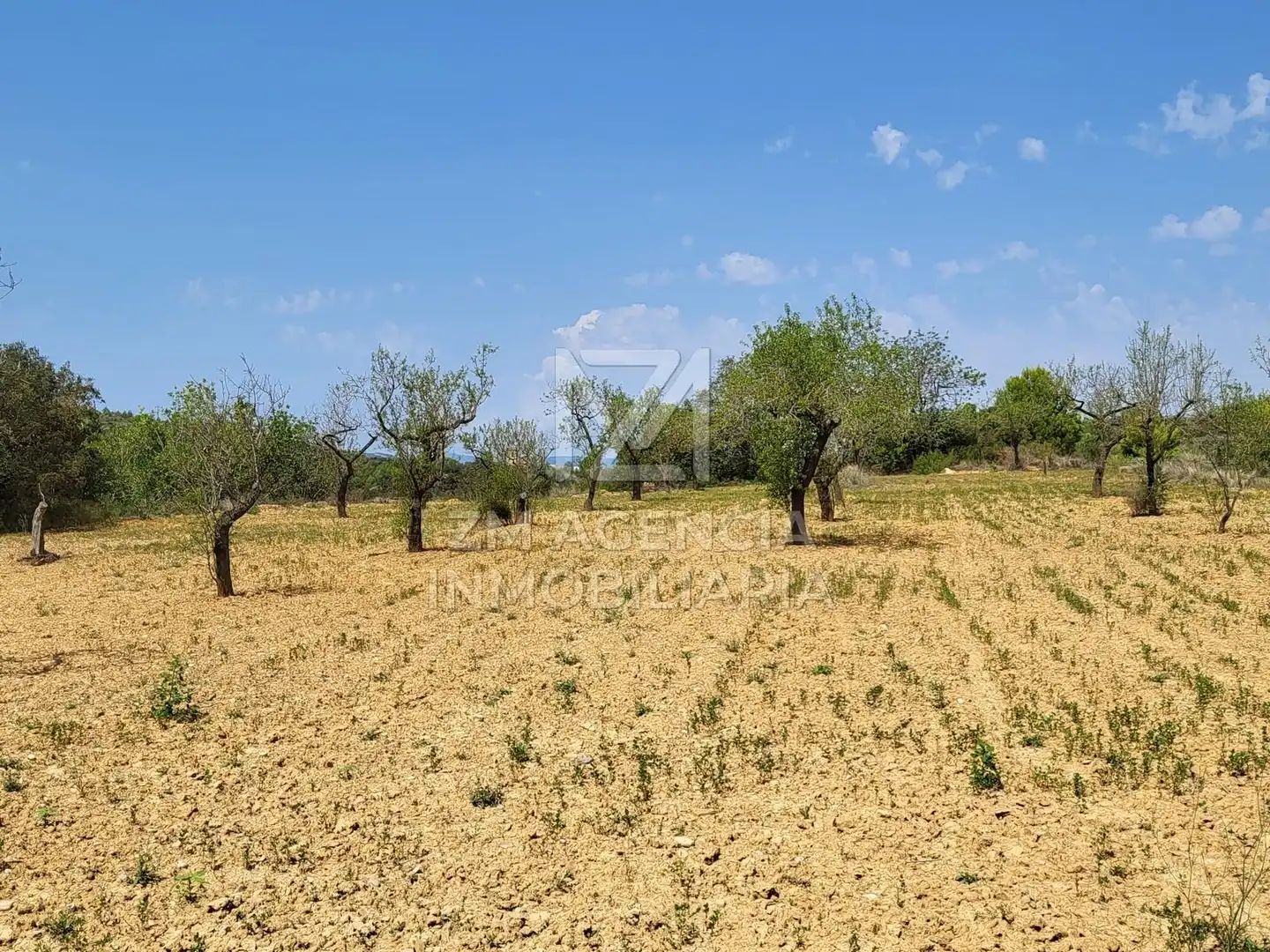 Terreno rustico in vendita a Traiguera