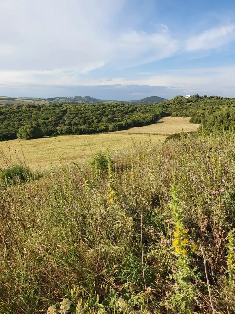 Terrenys i solars en venda a Medina Sidonia, imagen 11