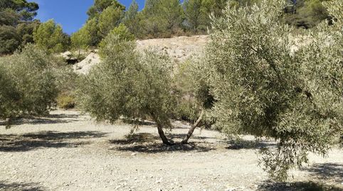 SE VENDE FINCA RÚSTICA DE OLIVAR EN LA COMARCA DE ANTEQUERA!, imatge 3