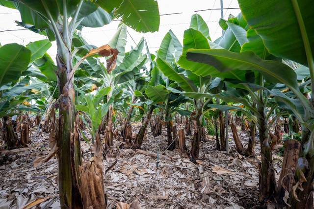 Terreno residencial en Venta en Camino LEONARDO en Los Llanos de Aridane