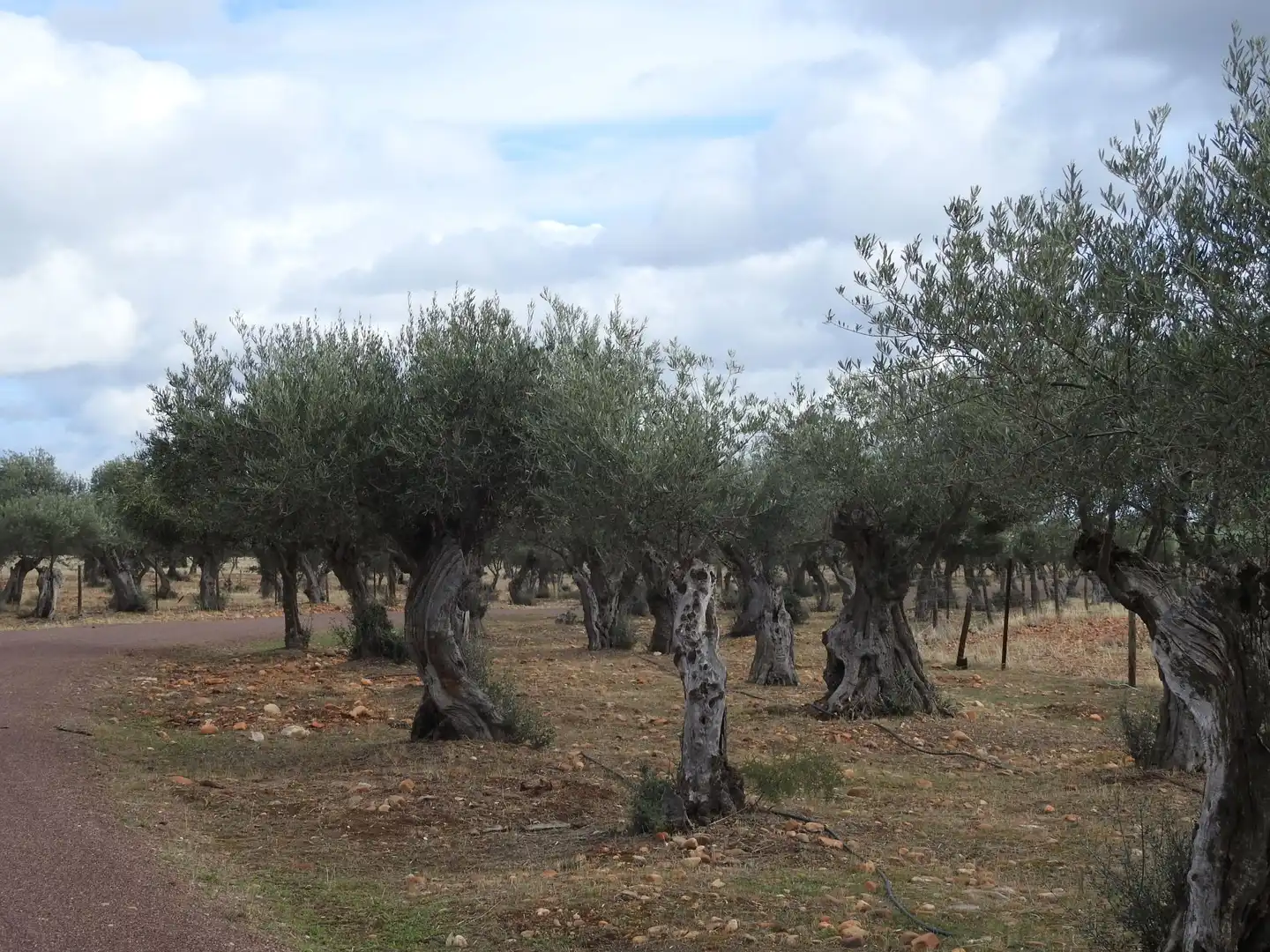 Terreni e lotti in vendita a Peraleda de la Mata, imagen 26