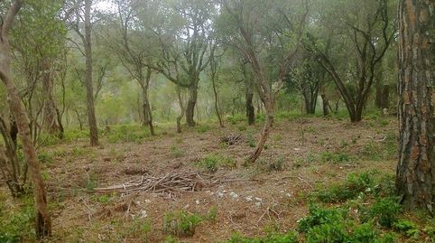 CAMPINS: DOS PARCELAS EDIFICABLES EN EL CORAZÓN DEL BOSQUE ENTRE GUALBA Y CAMPINS, JUNTO AL PARQUE NATURAL DEL MONTSENY