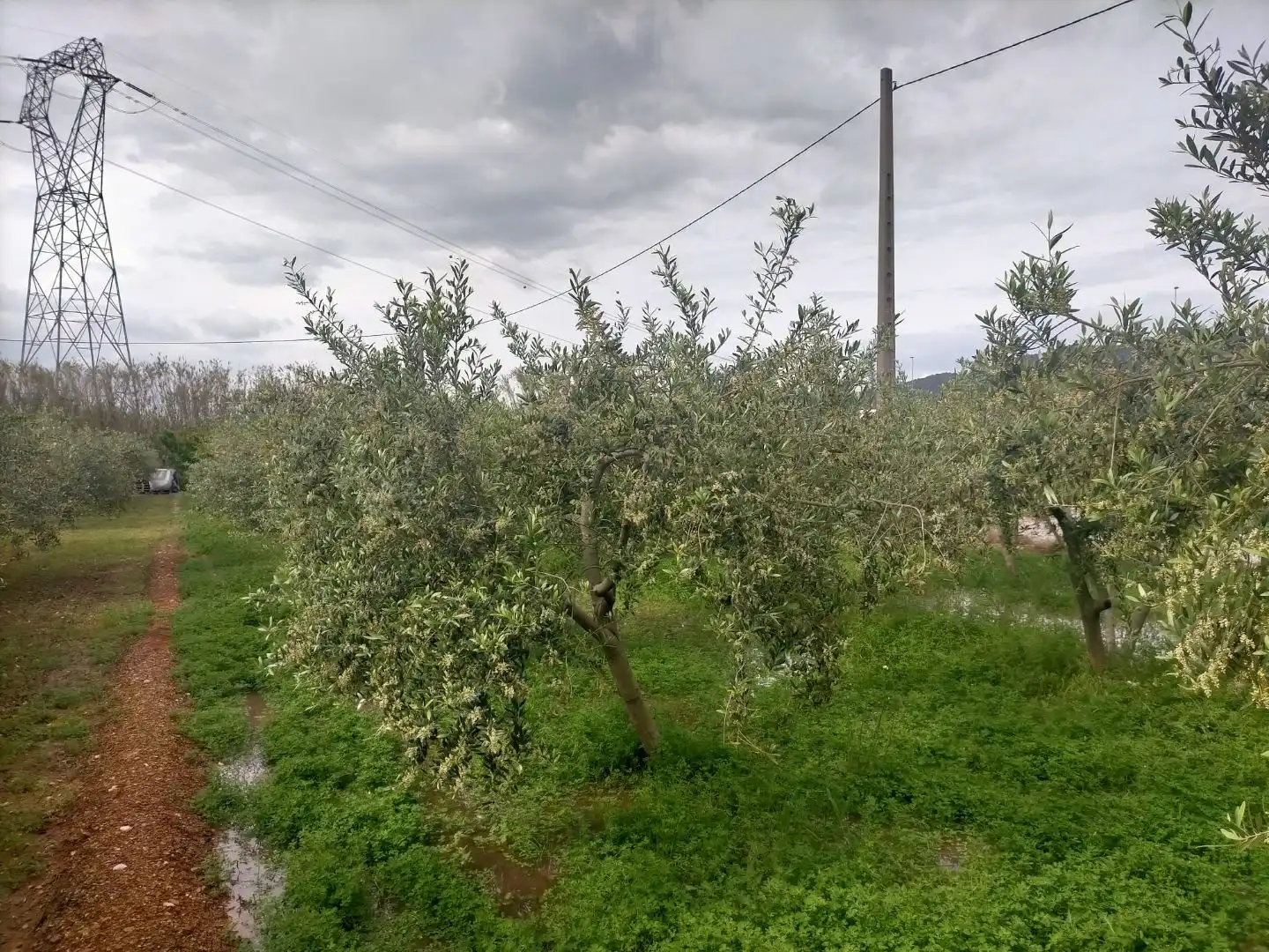 Terreno rustico in vendita a Detrás de la gasolinera Las Palmeras N/A, imagen 2