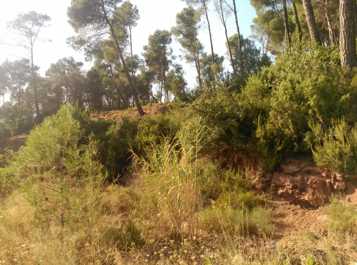 Terreni e lotti in vendita a Corbera de Llobregat, imagen 12