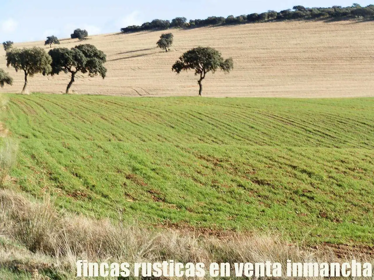 Terreny rústic en venda a Viso del Marqués, imagen 7