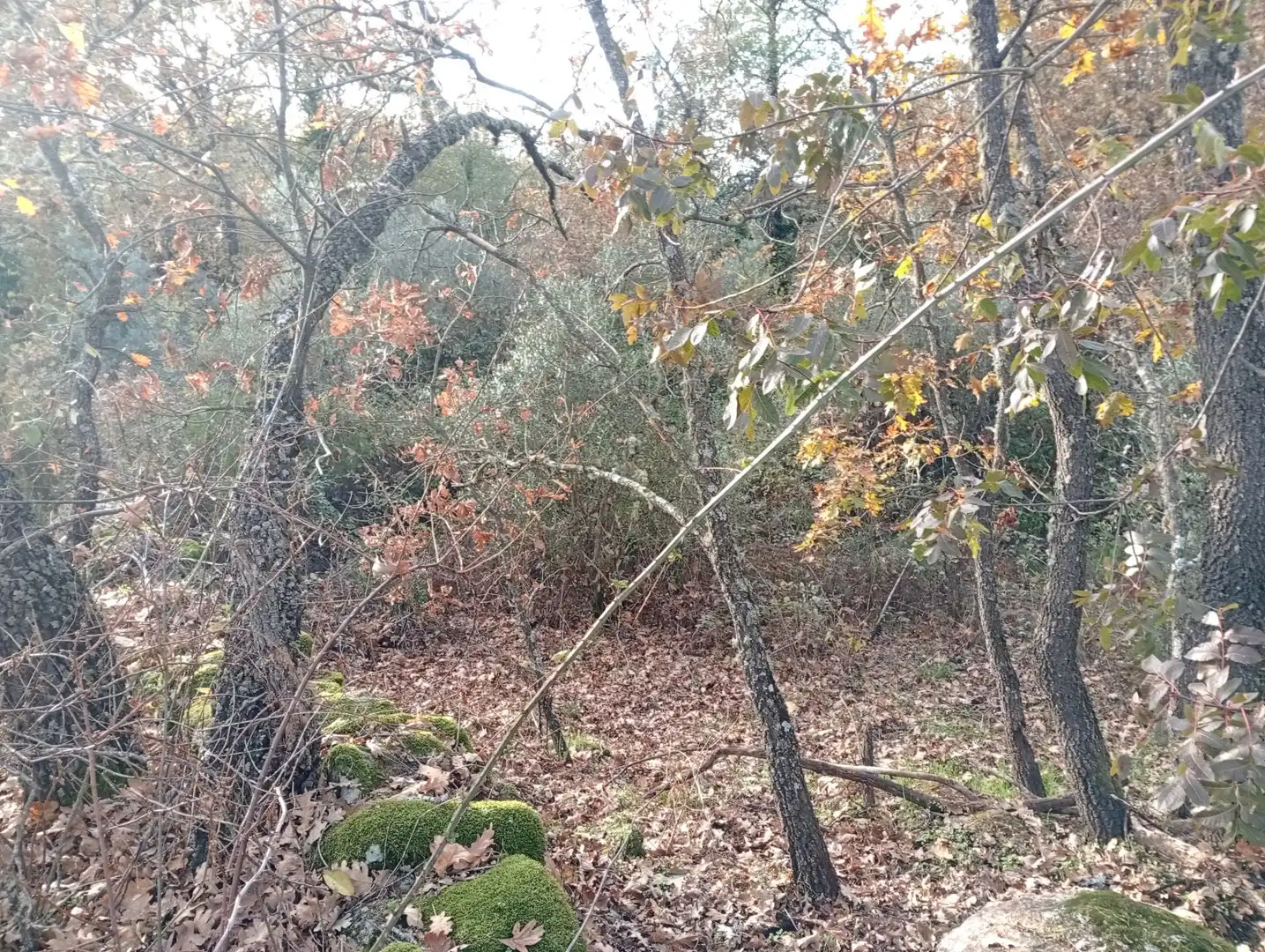 Terreni e lotti in vendita a Viandar de la Vera, imagen 17